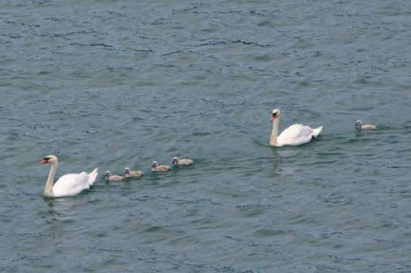 11 July 2018 - 17-52-59.jpg
Follow my leader for the swan family. Most of the cygnets keeping close. There's always one straggler.
#SwanFamilyDartmouth #SwanAndCygnetsDartmouth